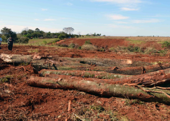Paraguay: ¿un ejemplo de gestión ambiental?