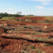 Paraguay: ¿un ejemplo de gestión ambiental?