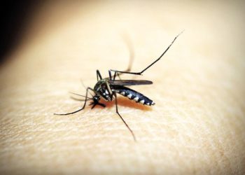 PARAGUAY:  Piden no bajar la guardia frente al dengue.