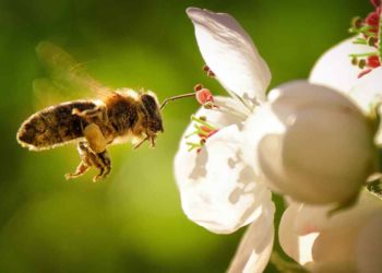 Buscan declarar a las abejas PATRIMONIO NATURAL.