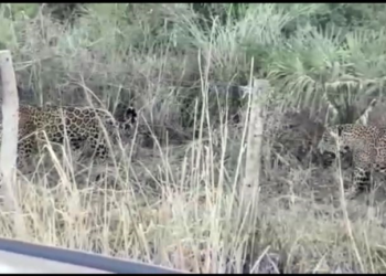 PARAGUAY: Yaguaretes buscan refugio en estancias chaqueñas