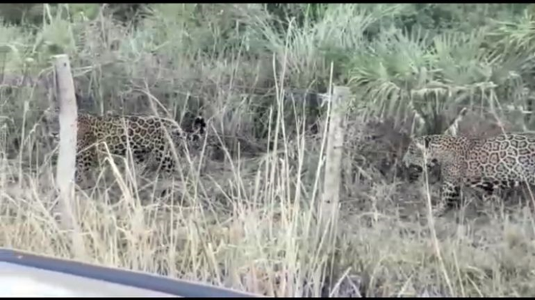 PARAGUAY: Yaguaretes buscan refugio en estancias chaqueñas