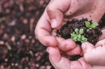 Puerto Deseado: Eco Canje: invitan a cambiar materiales reciclables por árboles