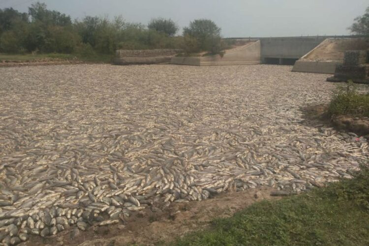 Formosa: murieron millones de peces y apuntan al cierre de una compuerta
