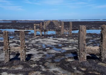 Desde el Polo Obrero exigen a TERMAP remediación ambiental en Cale Olivia