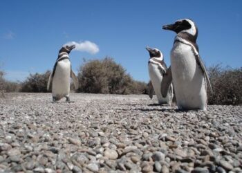 La naturaleza pura se puede disfrutar en las áreas protegidas del Corredor de la Ruta Azul
