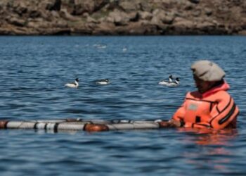 Ambiente realizó pruebas para la preservación del Macá Tobiano