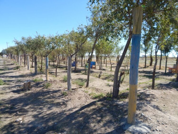 Continùa la creaciòn de espacios de esparcimiento en el predio del ferrocarril