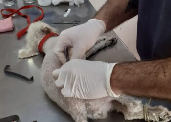 Debido al reclamo de desocupados, se suspende el servicio de castraciòn en Pico Truncado