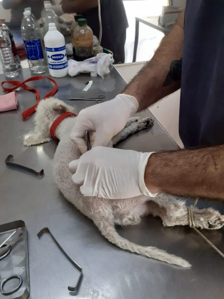 Debido al reclamo de desocupados, se suspende el servicio de castraciòn en Pico Truncado