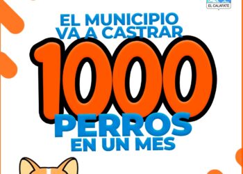 La Municipalidad de El Calafate castrará 1000 perros en un mes