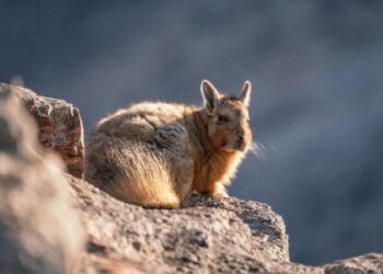 Santa Cruz pone manos a la obra en la recuperación del Chinchillón Anaranjado