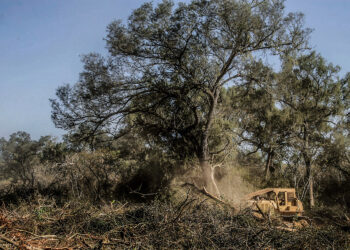 Se talaron más de 2 millones de árboles para el recambio de vías