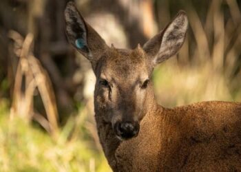 Cinco Huemules que buscaban un nombre: desde hoy se llaman Terge, Kenkon, Guejer, Karruten y Kon