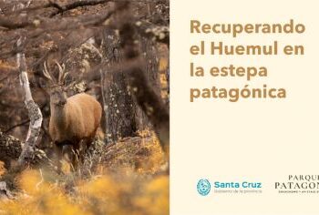 Cinco huemules buscan nombre y convocan a Santa Cruz a votar