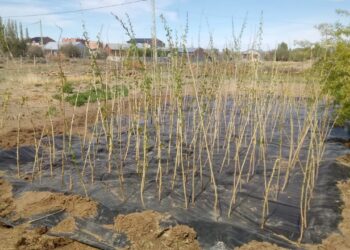 Octubre Verde: El Polo Obrero pone en pie un Vivero Forestal en Gobernador Gregores.