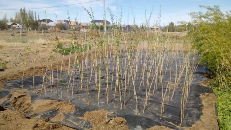 Octubre Verde: El Polo Obrero pone en pie un Vivero Forestal en Gobernador Gregores.
