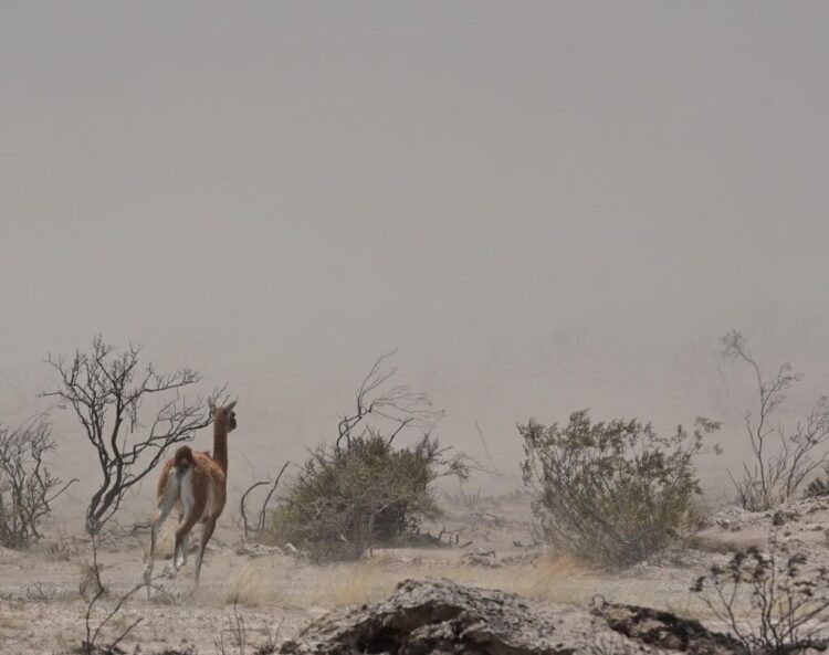 Provincia coordinará el rescate de los animales silvestres afectados por los incendios en Piràmides