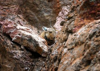 El proyecto de Santa Cruz para recuperar su fauna autóctona