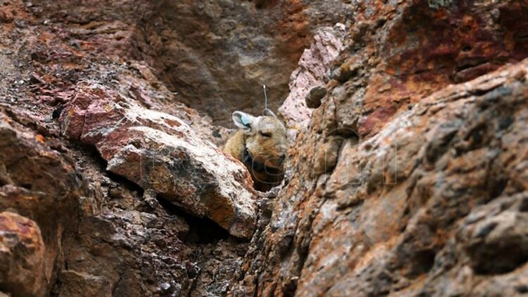 El proyecto de Santa Cruz para recuperar su fauna autóctona