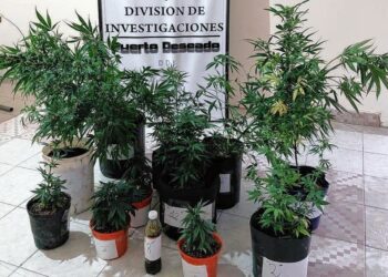 La DDI de Deseado realizó allanamientos por robo y encontró un invernadero con plantas de marihuana