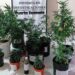 La DDI de Deseado realizó allanamientos por robo y encontró un invernadero con plantas de marihuana