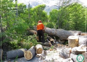 El Chaltén: Concretaron trabajos de poda y volteo de árboles peligrosos
