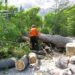 El Chaltén: Concretaron trabajos de poda y volteo de árboles peligrosos