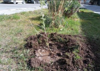 Se concretó el proyecto “Perito Moreno Verde y Limpio”