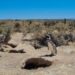 Matanza de pingüinos en Punta Tombo: organizaciones presentan querella penal