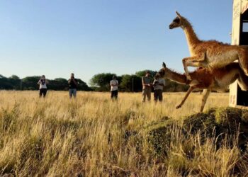 Trasladaron guanacos silvestres de Santa Cruz a La Pampa para su reintroducción
