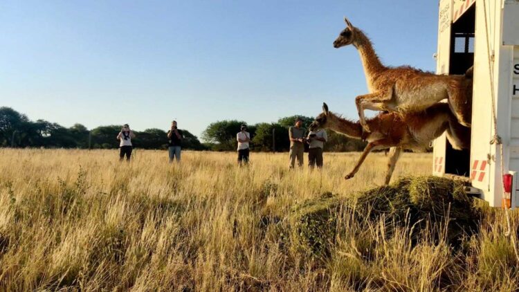 Trasladaron guanacos silvestres de Santa Cruz a La Pampa para su reintroducción