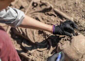 Hallaron en Necochea el cráneo de un mamífero que habría vivido en la Era de Hielo