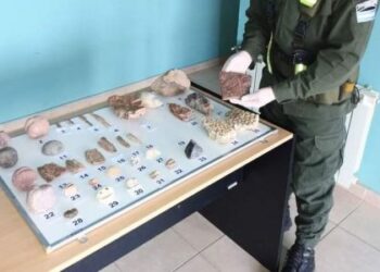Se detectó en Santa Cruz nuevo caso de tráfico de material fósil