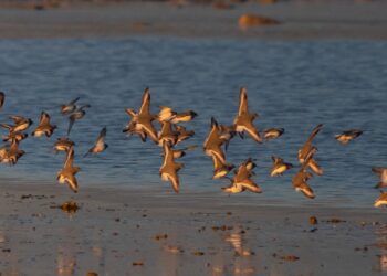 Realizaron un censo binacional  de invierno de Chorlito ceniciento