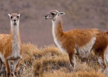 El guanaco en Santa Cruz: Mitos y realidades