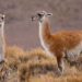 El guanaco en Santa Cruz: Mitos y realidades