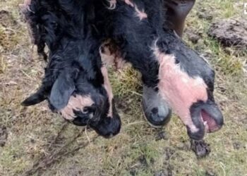 Ecología Social. Argentina: Nació un ternero con dos cabezas en Chubut: qué razones dieron los especialistas