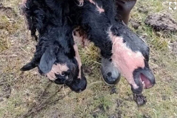 Ecología Social. Argentina: Nació un ternero con dos cabezas en Chubut: qué razones dieron los especialistas