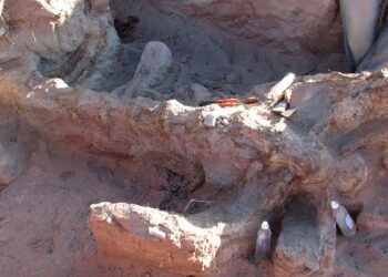 El Conicet descubrió una nueva especie de dinosaurio en Neuquén