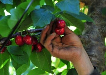 Se aprobó la Denominación de Origen de “Cereza del Valle de Los Antiguos – Patagonia”