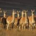 Aventura Patagónica: los secretos de los guanacos y la vida silvestre en el Parque Patagonia