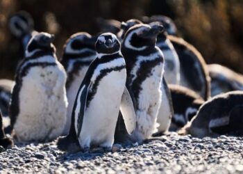 Informan el hallazgo de pingüinos magallánicos muertos por presencia de redes de pesca