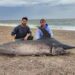 Hallaron un pez espada de casi 300 kilos en la costa de Chubut