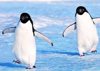 Pingüinos antárticos mueren por gripe aviar