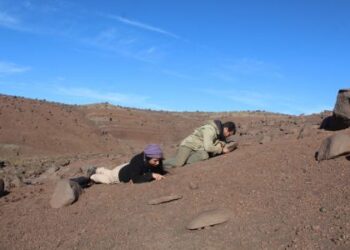 Nuevo hallazgo en El Calafate: se trata de un lagarto de 70 millones de años