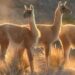Guanacos: Santa Cruz busca un mínimo de 10 mil animales para faena y carne