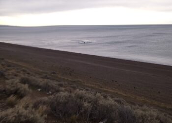 BALLENAS SEI EN LAS COSTAS DE CALETA OLIVIA