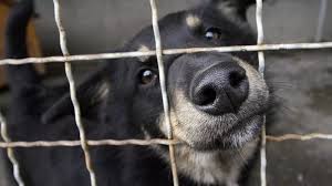 En el Día del Perro, volvió la perrera a una ciudad de Santa Cruz