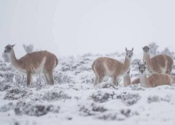 SANTA CRUZ: GUANACOS EN LA NIEVE